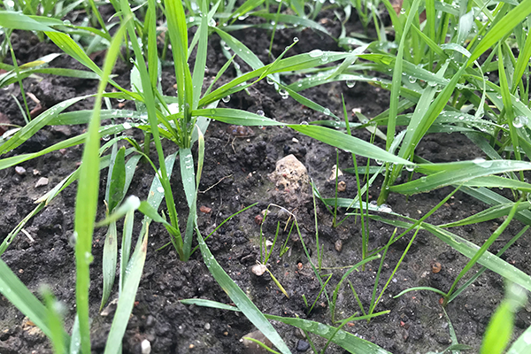 Rajgræs, der står i bunden af en grøn hvedemark